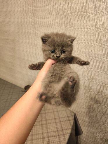 Pişiklər: Şotland yastı qulaq, Erkək, Dişi, Yaxşı əllərə, Ünvandan götürmə, Pulsuz çatdırılma, Ödənişli çatdırılma — 201