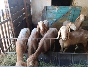 продам ягнят цена: Продаю | Овца (самка) | Арашан