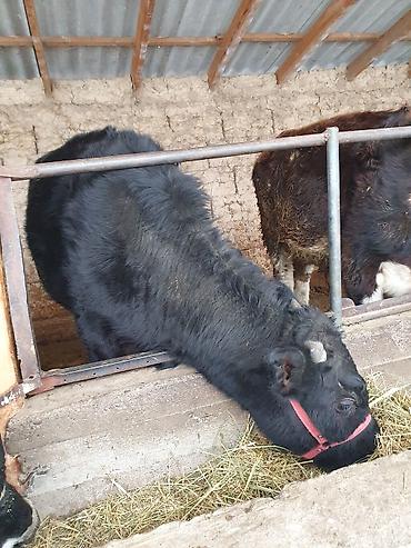 Коровы, быки: Продаю | Бык (самец) — 4