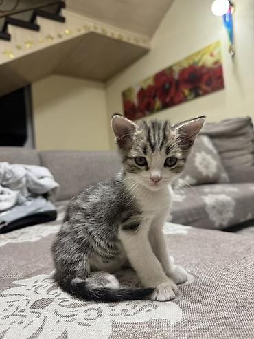 Продажа кошек: Продаю котят- Мама шотландская вислоухая - Окрас: серебристый и — 9