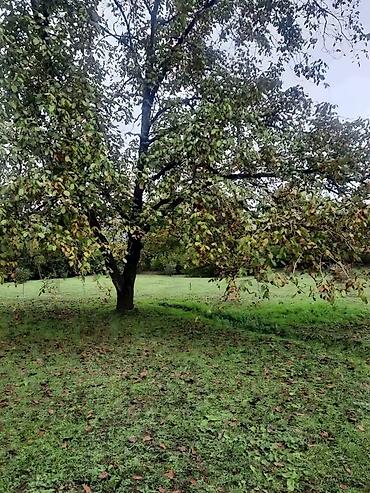 bine qesebesinde evler: 31 sot, Tikinti, Mülkiyyətçi, Kupça (Çıxarış) — 2