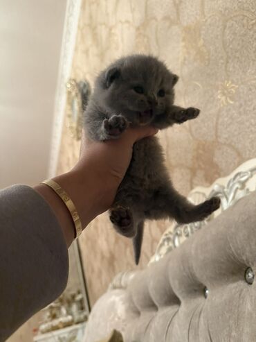 Pişiklər: Britan yastı qulaq, Dişi, Erkək, Yaxşı əllərə, Ödənişli çatdırılma, Ünvandan götürmə — 8