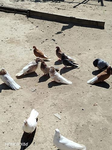göyərçin satışı: Ebreş ag quyruqlar esenlerden qiymet birine aiddir 11 dene küt satilir — 3