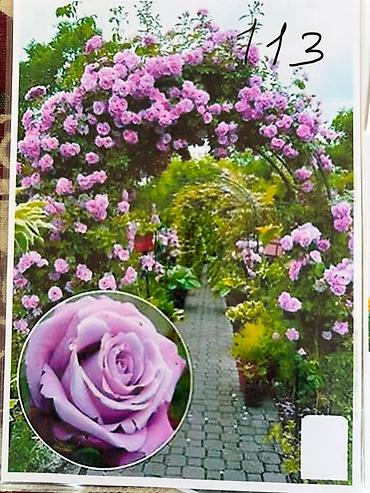 Роза: Саженцы — 2