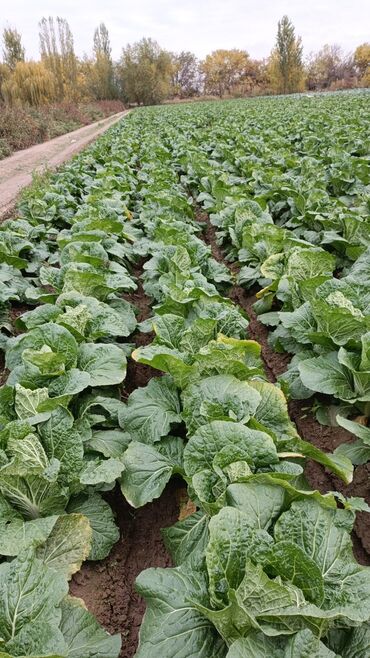 купить семена огурцов: Капуста Пекинская, Оптом