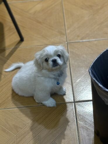 Quşlar: Pekines