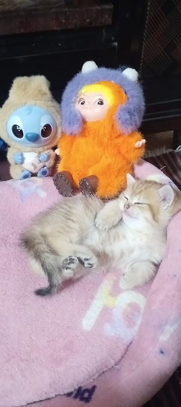 Pişiklər: Britan, Yaxşı əllərə — 43