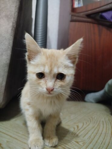 отдам в добрые руки котенка: Кошка даром: Беспородная, 2 месяца, Девочка, Приучена к лотку