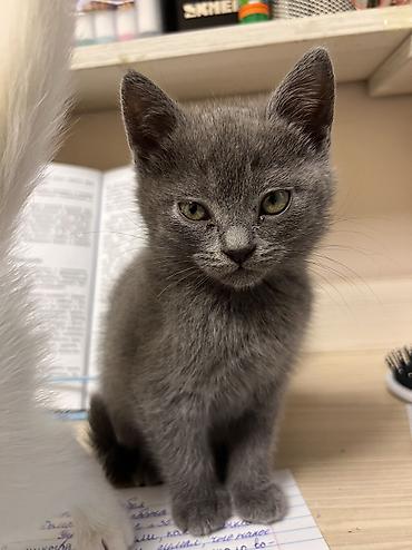 Продажа кошек: 🐾 Продаются милые котята! 🐾 Ищут заботливых хозяев 3 котёнка: 🤍 2 — 2