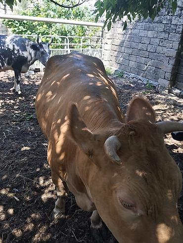 erkek: Məhsul: Sarı-qonur rəngli erkək mal-qara (qısabuynuzlu) Təsvir: - — 2