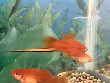 Balıqlar: Sülhsevər, Ünvandan götürmə — 7