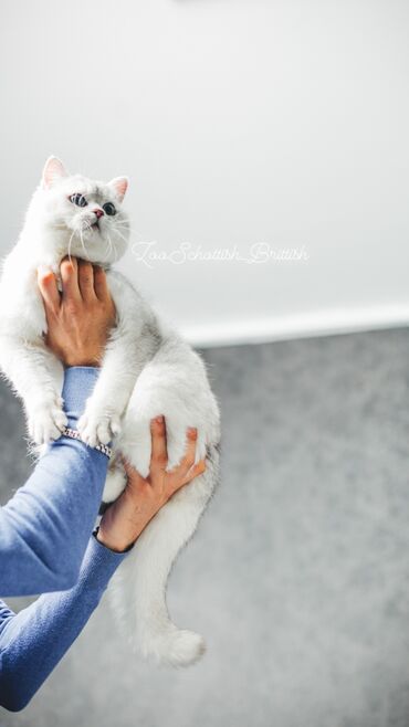 Pişiklər: Britan, Erkək, Cütləşmə üçün -da lalafo.az — 6 Pişiklər: Britan, Erkək, Cütləşmə üçün — 6