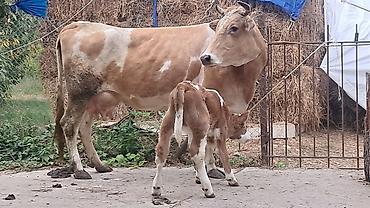 Коровы, быки: Üçüncü qarına doğub dörd günlük süni mayalanmadan olan erkək balası — 7
