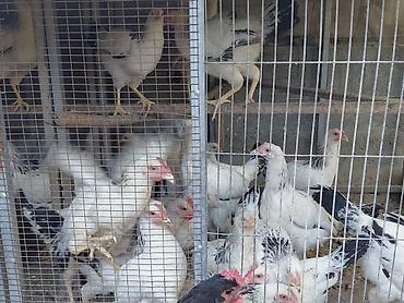 черный курица: Продаю | Куры | Для разведения — 6