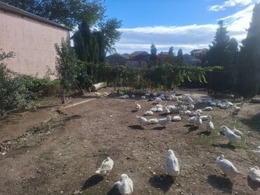 аренда земли у города: 10 соток, Для строительства, Собственник, Купчая