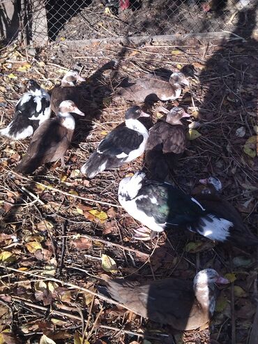 домик для кошки на улицу: Селезни крупные подойдут на племя и на мясо. Утки крупные красивого