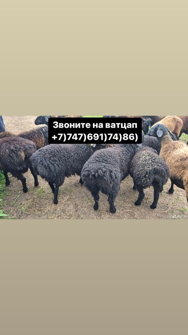 Бараны, овцы: Продаю | Овца (самка), Ягненок, Баран (самец) | Гиссарская, Меринос, Эдильбаевская | Племенные