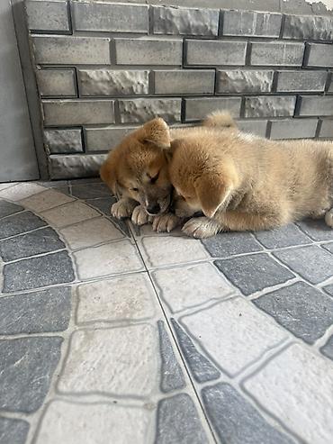 qurd basar iti: Akita-inu, 2 ay, Erkək — 2