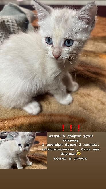 секс девушка на сабака: Кошка даром: Беспородная, 2 месяца, Девочка, Приучена к лотку — 1