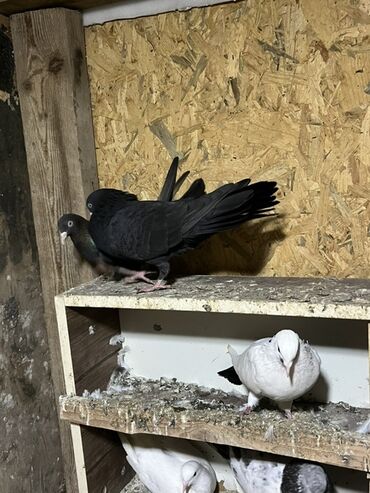 Göyərçinlər: Göyərçinlər zabratdadı hamsı uçan quşlardı isdəyən olsa gəlsin həyətdə — 2