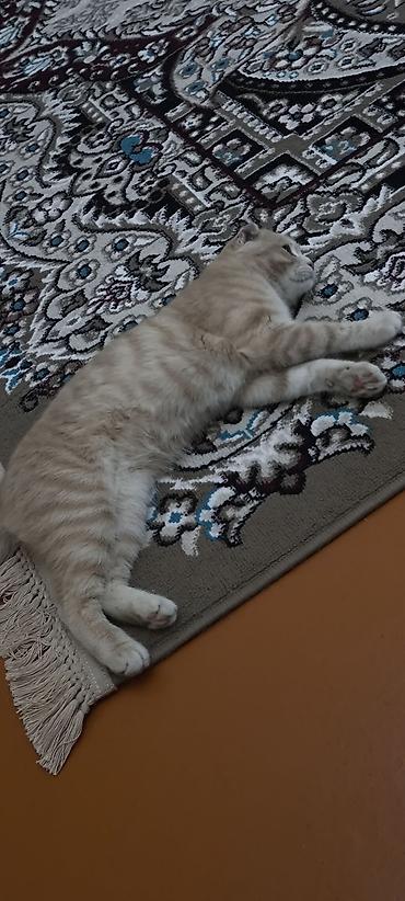 Pişiklər: Şotland — 6