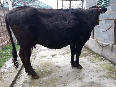 джеа беде урук in Кыргызстан | ҮРӨНДӨР ЖАНА КӨЧӨ ӨСҮМДҮКТӨРҮ: Продаём элитную глубоко стельную 8 месяцев корову 3им отёлом порода