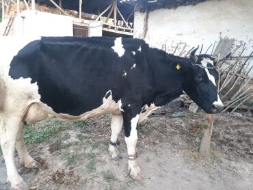 узи для коров: Продаю | Корова (самка) | Голштин | Для молока | Племенные