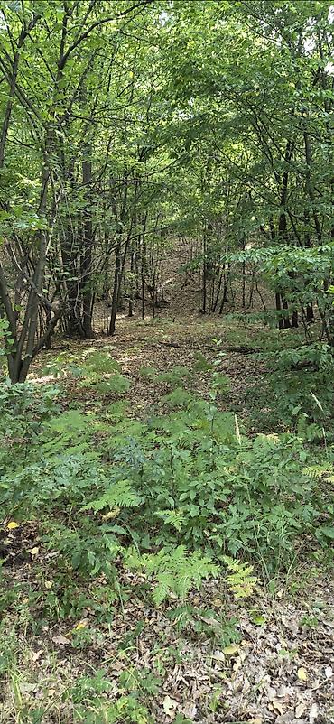 sobe smestaj: Borsko jezero,12400m2 pored puta i vode,parcela 1842/2 sredisnji — 8