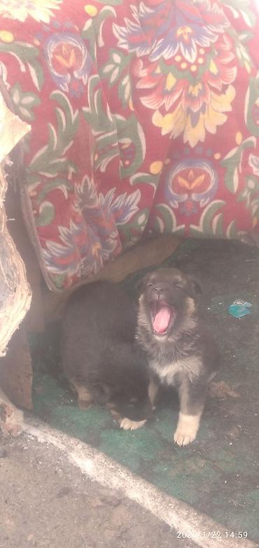 Продажа собак: Овчарка, 1 месяц, Самка at lalafo.kg — 10 Продажа собак: Овчарка, 1 месяц, Самка — 10