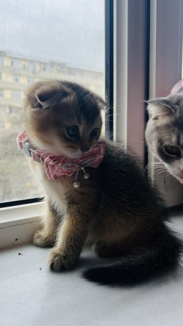 Pişiklər: Dişi — 10