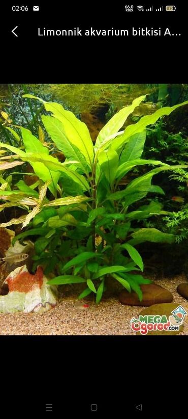 akvarium ve baliqlar: Akvarium bitkiləri və balıqlar Gübrələr Akvariumların dizayn