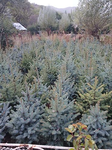 саженцы колоновидные: Ель голубая (Picea pungens, Blue Spruce) из питомника. Продаётся от — 1