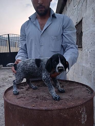 balalı qoyunlar: Alman qısatüklü ov iti balası (German Shorthaired Pointer) – — 5