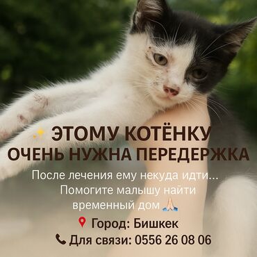 кошка с разными глазами: Мышык бекер берилет: Породасыз, 2 айлык, Эркек