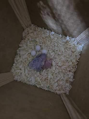 Tutuquşları: Ata ana qəfəs yuva 2 ətcəbala və 3 yumurta (içi doludur) 100 azn -da lalafo.az — 3 Tutuquşları: Ata ana qəfəs yuva 2 ətcəbala və 3 yumurta (içi doludur) 100 azn — 3