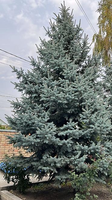 Үй жана бакча: Ель колючая (голубая ель, Picea pungens ‘Glauca’) - Эффектная хвойная — 1