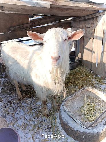 Козы, козлы: Продаю | Козёл (самец) | Полукровка | Для разведения | Осеменитель — 4