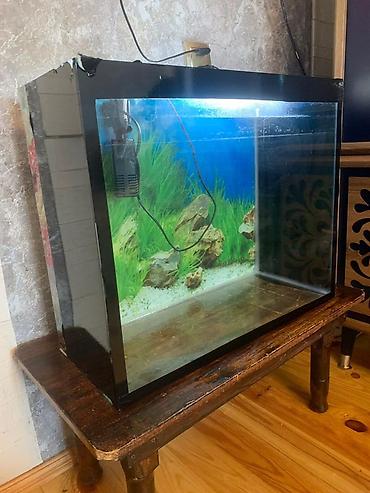 akvarium baliqlari: Akvaryum komplekti - Şüşə akvaryum: düzbucaqlı forma, qara çərçivə — 3