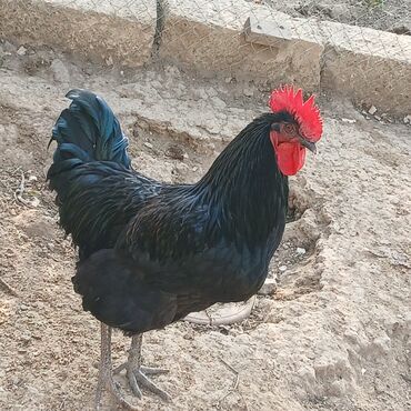 Xoruzlar: Saf qan xətləri olan qara xalli xoruzlar - Rəng: dərin qara, günəşdə — 11