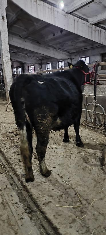 Коровы, быки: Продаю | Корова (самка) | Стельные — 3