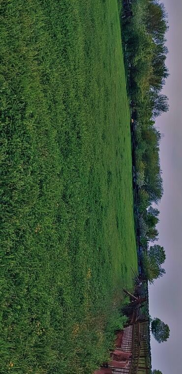 Kirayə torpaq sahələri: 10 sot Kənd təsərrüfatı, Qaz, Su, İşıq — 4