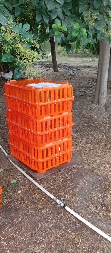 Akvarium aksessuar və ləvazimatları: Təcili satılır.6 ədədi 240manat — 9