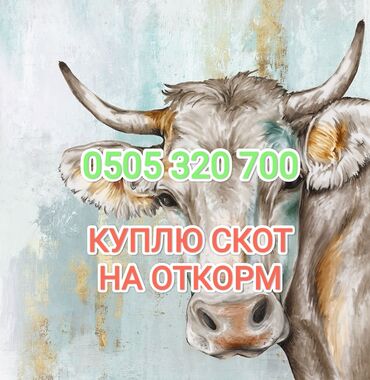 Куплю с/х животных: Куплю | Коровы, быки, Лошади, кони | На откорм, Откормленные, Бесплатная доставка