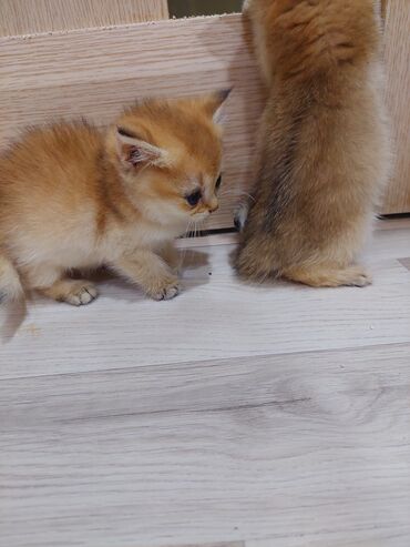 Pişiklər: Qızıl şinşilla, Erkək, Dişi, Yaxşı əllərə, Ünvandan götürmə — 14