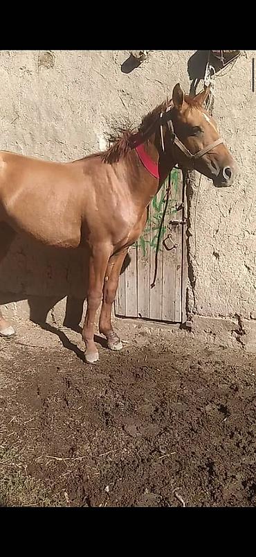 акита американская: Продаю | Жеребенок | Дончак | Рабочий | Мерин — 3