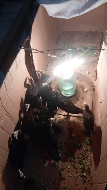 cücə setkası: Məhsul: Türki (hind quşu) cücələri Təsvir: - Şəkillərdə qara tüklü