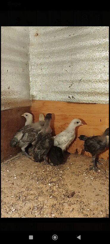 Cücələr: Toyuq cücələri, Damazlıq -da lalafo.az — 6 Cücələr: Toyuq cücələri, Damazlıq — 6