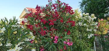 Həyət evləri və villaların satışı: 6 otaqlı, 250 kv. m, Yeni təmirli — 6