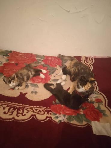 купить кошку бишкек: Отдам кошку-маму с котятами в добрые руки. 5 апреля. они родились, 5 — 2