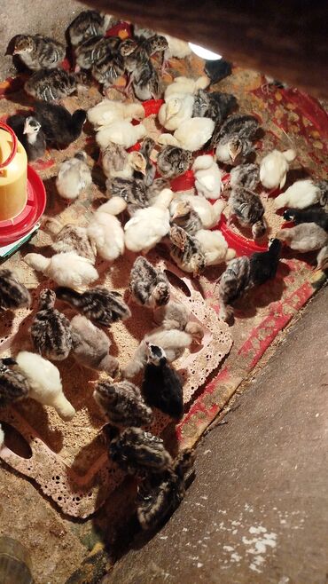 Hinduşka: Erkək, Ətlik, Ödənişli çatdırılma — 4